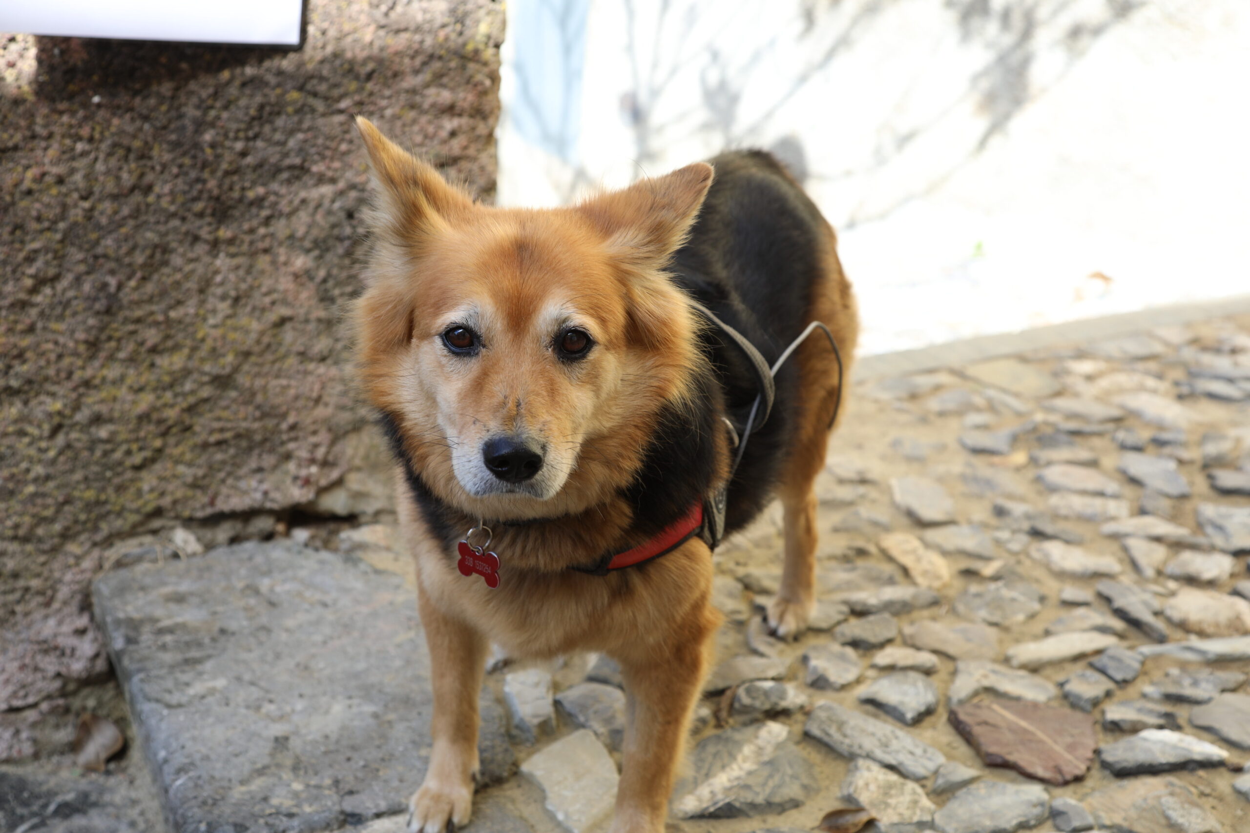 Il cagnolino Sofia